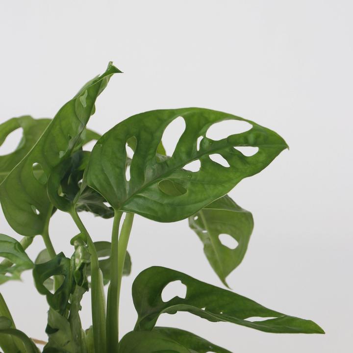 Immagine prodotto Plant in a Box Monstera Adansonii 'Monkey Mask' - Foglia di finestra in vetro (35 cm)