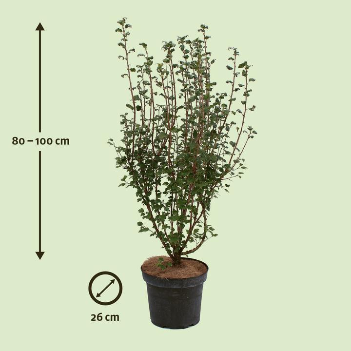 Actual product image Zulauf Alpine Current (100 cm)
