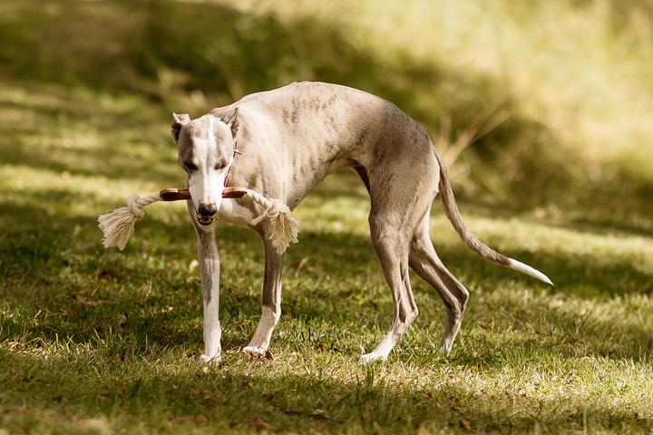 Produktbild Swaggin Tails Dog Bone - (SW01-116) (Wurfspielzeug Hund)
