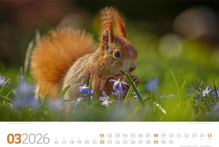 Immagine prodotto Tierwelt Wald Kalender 2026 (45 x 33 cm, Copertina rigida, Tedesco)
