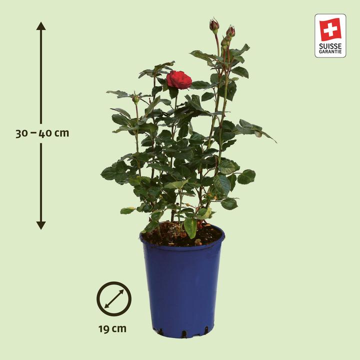 Produktbild Zulauf Nostalgierose / Rosa (NOS) 'Piano'® (40 cm)