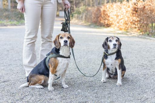 Actual product image Designed by Lotte Velura (XXS, XS, S, M, L, Dog, Walks)