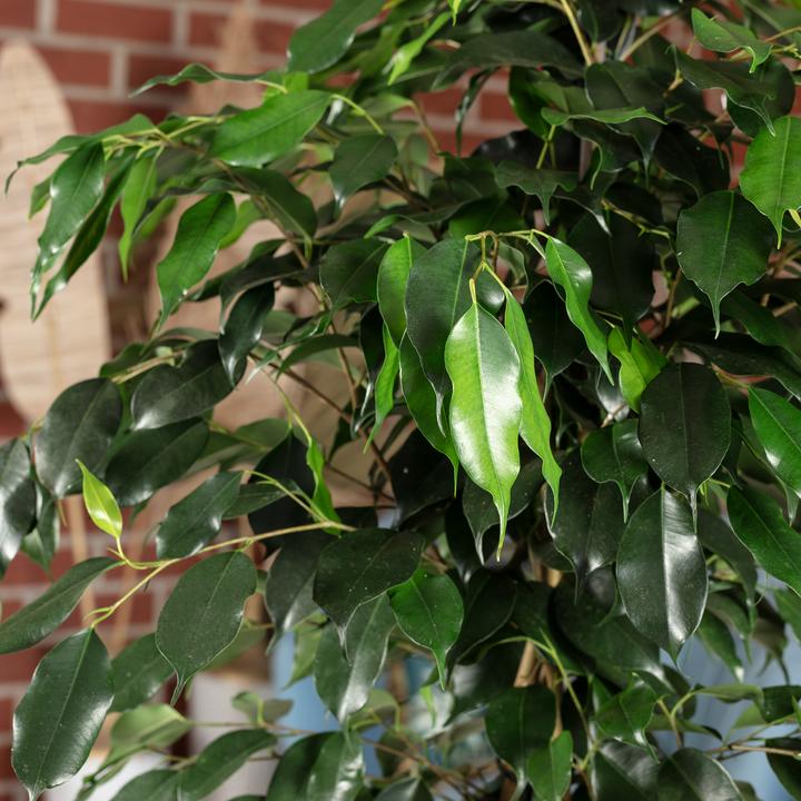 Produktbild Flowerbox Birkenfeige - Ficus benjamini (110 cm)