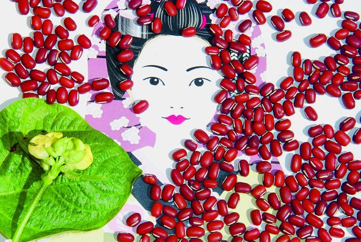 Actual product image Zollinger Bio Adzuki bean, red (seed bean) (Seedlings)