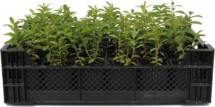 Immagine prodotto Zulauf Hypericum calycinum / Grossblütiges Johanniskraut (10 cm)