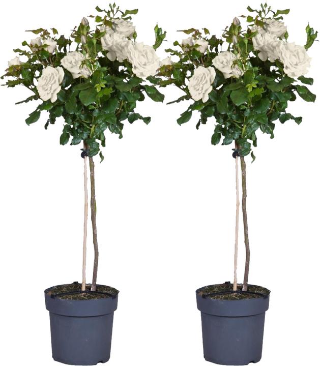 Immagine prodotto Plant in a Box Rosa Palace 'Kailani' - set di 2 rose a stelo (80 cm)