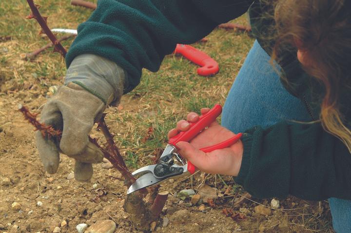 Actual product image Felco Sekator 10 Classic