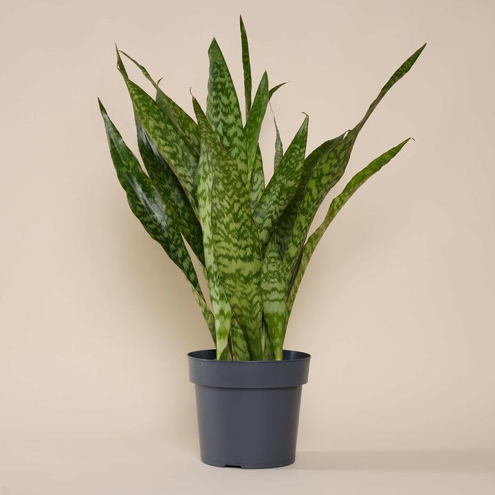 Produktbild Mary and Plants Jiboia Snake (95 cm)
