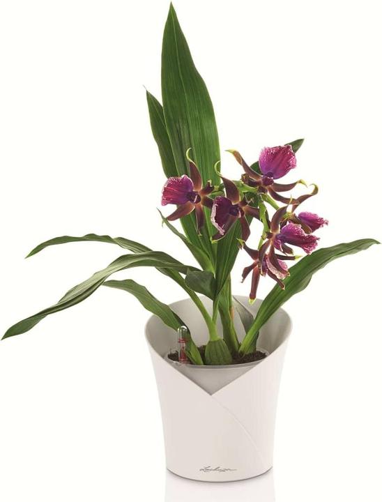 Immagine prodotto Lechuza Orchidea (17.90 cm)