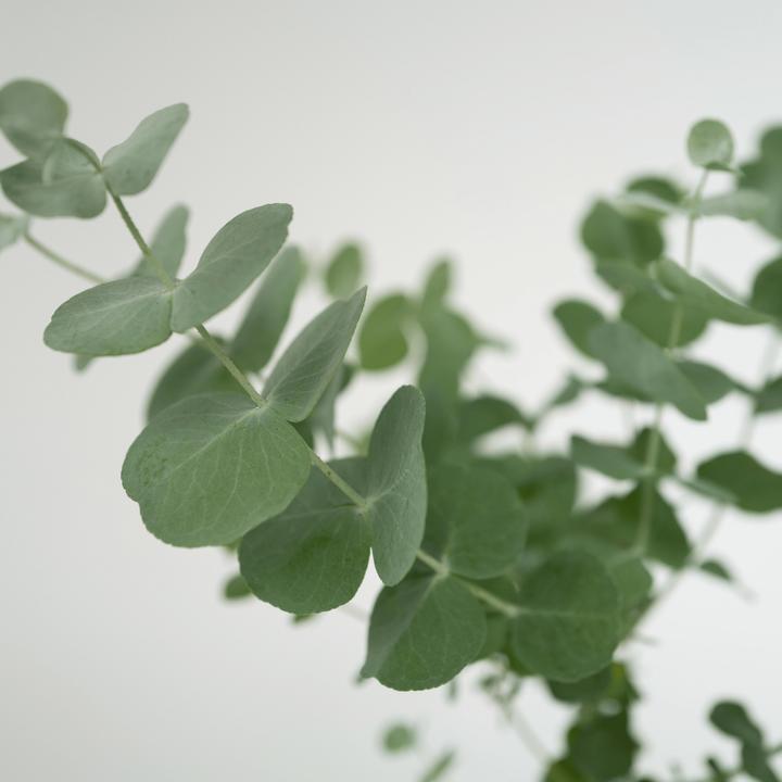 Image du produit Plant in a Box Eucalyptus Pulverulenta - Set de 4 Eucalyptus à feuilles d'argent (25 cm)