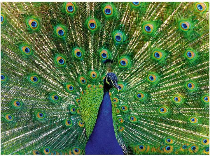 Actual product image Ravensburger Puzzle 12001332, Colourful Animals - Peacock - 500 piece puzzle for adults and children (500 pieces)