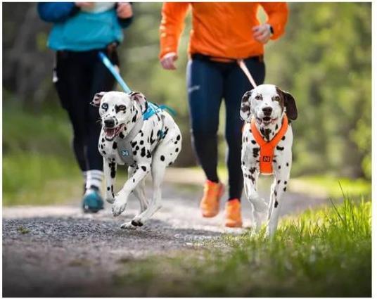 Actual product image Non-Stop Dogwear Freemotion Harness 5.0 (S, Dog, General)