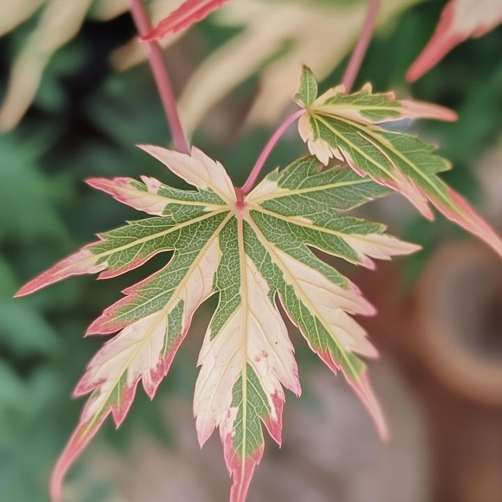 Image du produit Plant in a Box Acer Palmatum 'Taylor' - 2er Set Ahornbäume (50 cm)
