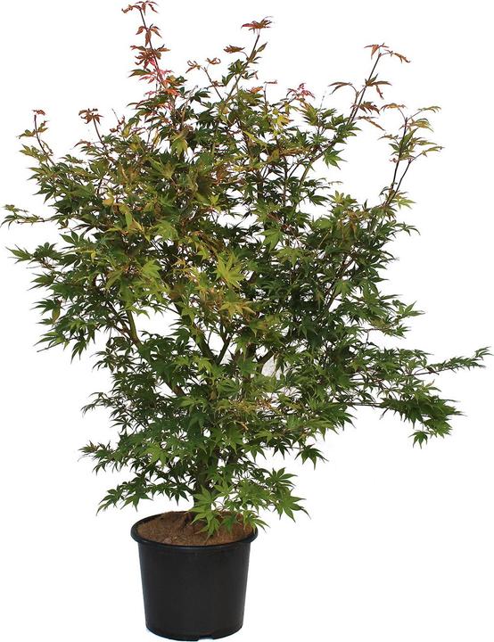 Immagine prodotto Zulauf Japanischer Fächer-Ahorn / Acer palmatum 'Osakazuki' (125 cm)
