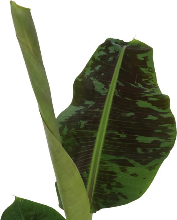 Actual product image Plant in a Box Musa Dwarf Cavendish - (90 cm)