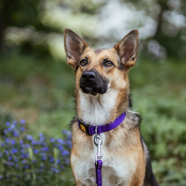 Produktbild Red Dingo DINGO Energy purple - Hundehalsband - 31-49 cm (Hund, Allgemein)