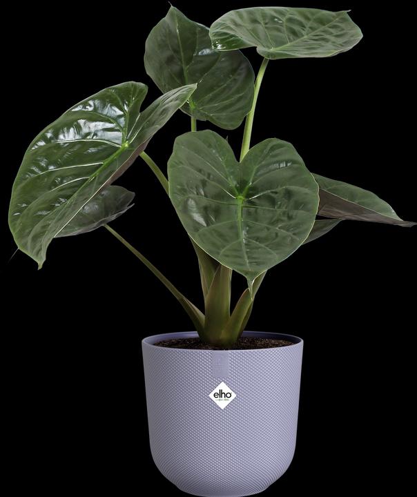 Produktbild Elho Jazz Rund (23 cm)