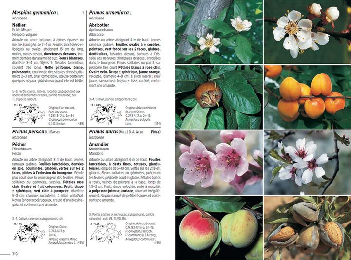 Produktbild Flora Helvetica - Flore illustrée de Suisse (Französisch, Andreas Gygax, Konrad Lauber, Gerhart Wagner, 2024)