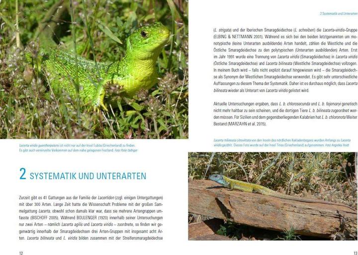Produktbild Smaragdeidechsen Lacerta bilineata und Lacerta viridis (Deutsch, Martin Dieckmann, 2017)