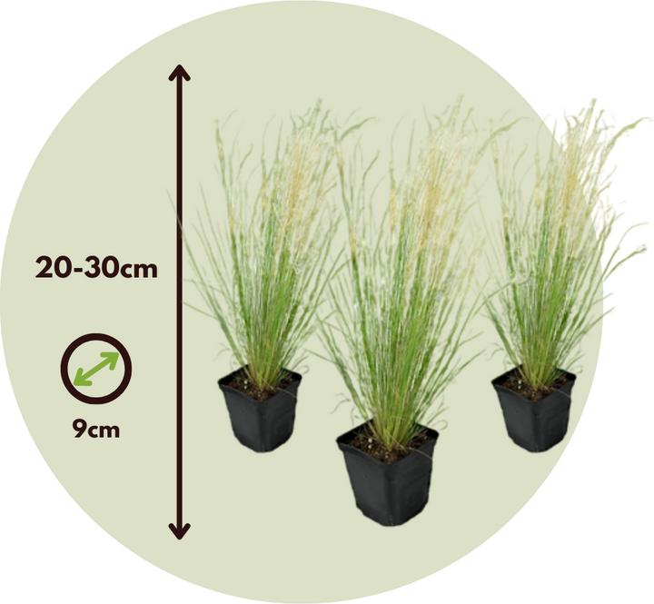 Actual product image Plant in a Box Stipa tenuifolia 'Pony Tails' - Set of 3 ornamental feather grasses (20 cm)
