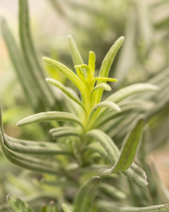 Immagine prodotto feey Lavendel (25 cm, Amichevole per gli animali)