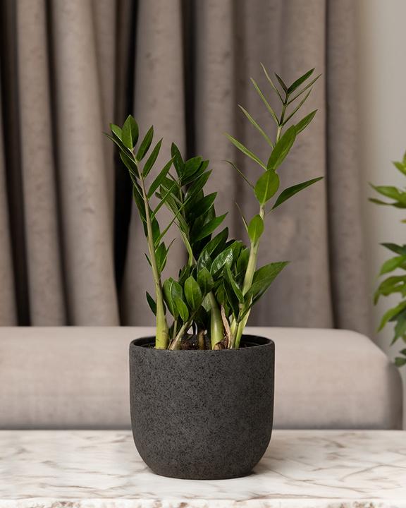 Produktbild feey Glücksfeder (55 cm, Frisch umgetopft)