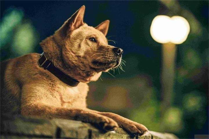 Produktbild Hachiko - Eine Freundschaft für die Ewigkeit! (DVD, 2023, Deutsch)
