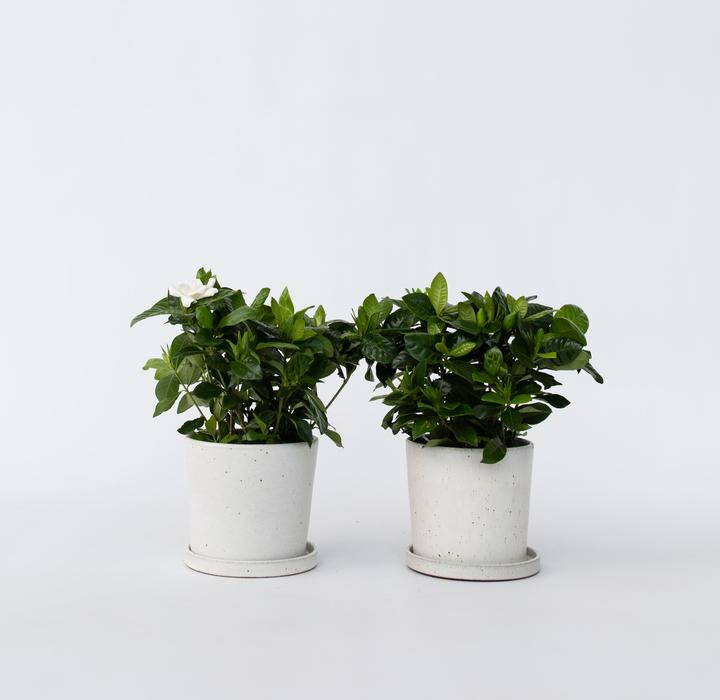 Actual product image Plant in a Box Gardenia Jasminoides - Set of 4 Gardenias (20 cm)