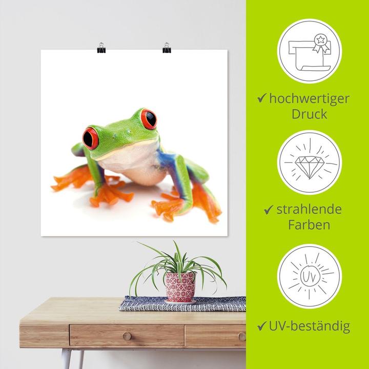 Immagine prodotto Artland Quadro su tela su barella grande immagine di una rana davanti al bianco T5WY (30x30 cm)