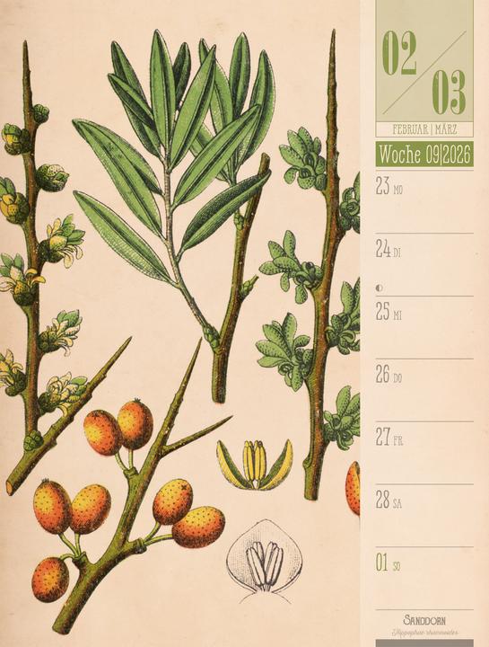 Produktbild Culinarium - Küche, Kräuter, Kurioses - Vintage Wochenplaner Kalender 2026 (25 x 33 cm, Harter Einband, Deutsch)