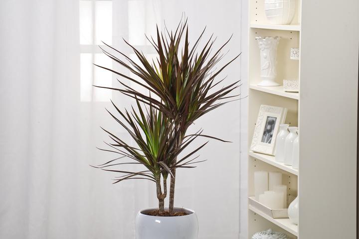 Actual product image Plant in a Box Dracaena Marginata Magenta - Dragon Tree (70 cm)