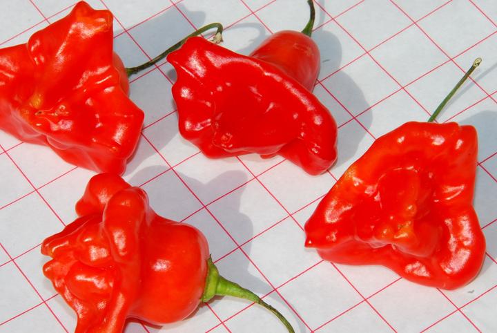 Actual product image Zollinger Bio Chili, Glockenchili
