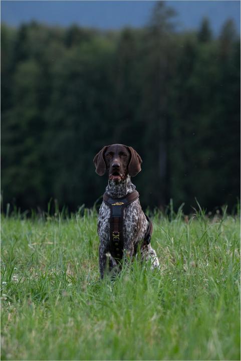 Produktbild Niggeloh Hundeführgeschirr Follow (L, Hund, Allgemein)