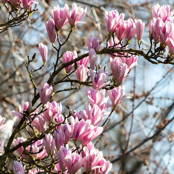 Actual product image Plant in a Box Magnolia susan, soulangeana, stellata (25 cm)