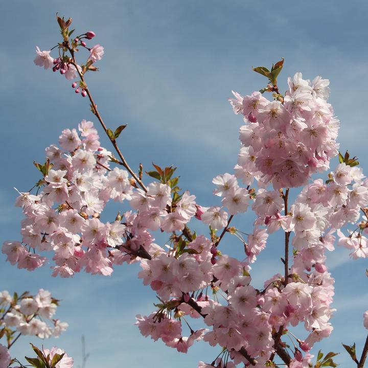 Actual product image Zulauf Zier-Kirsche / Prunus 'Accolade' (125 cm)