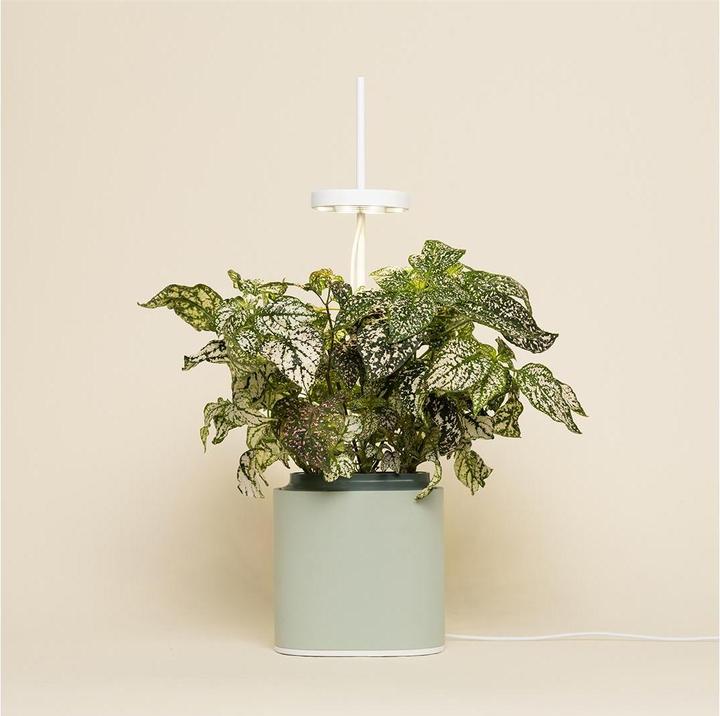 Immagine prodotto Prêt à Pousser Herb Pot Nano, Verde Celadon (13.50 cm)