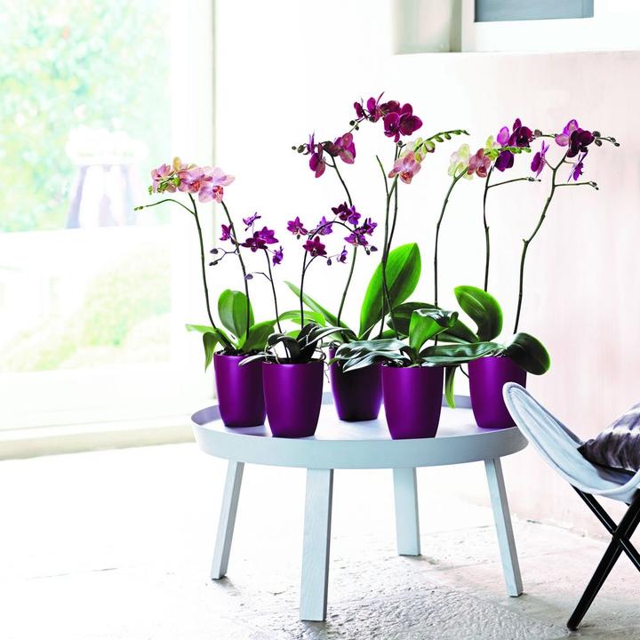 Produktbild Elho Brussels (13 cm)