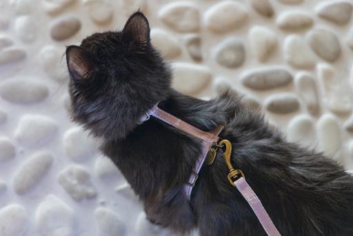 Actual product image Designed by Lotte Cat harness Virante (L, Cat, Walks)