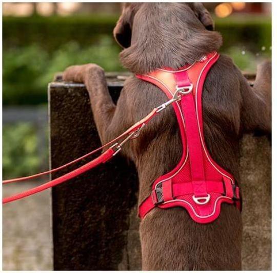 Produktbild Curli Verstellbare Leine Nylon braun M (M, Hund)