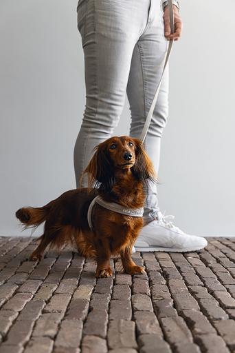 Productafbeelding Designed by Lotte Velura (XXS, XS, S, M, L, Hond, Algemeen)