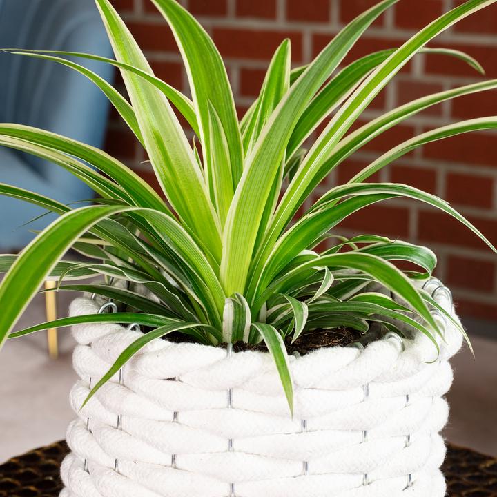 Actual product image Flowerbox Green lily Ocean - height ca. 20 cm, pot-Ø 12 cm - Chlorophytum Comosum (20 cm)