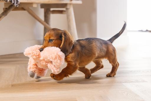 Immagine prodotto Beeztees Giocattoli da coccole e simulatore di battito cardiaco (Giochi per cuccioli, Cane di peluche)