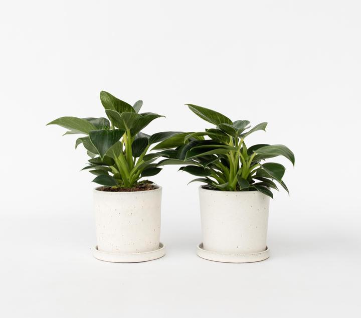 Actual product image Plant in a Box Philodendron 'White Wave' - Set of 2 White Wave (25 cm)