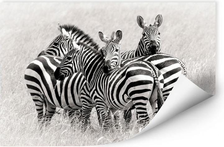 Actual product image Trenddeko Trubitsyn - Zebras in the Savannah (30 x 20 cm)