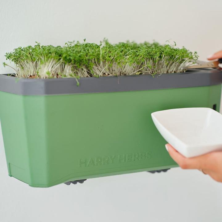 Actual product image Gusta Garden Seeds Microgreens Ruca Lettuce Rocket HARRY HERBS (Seedlings)