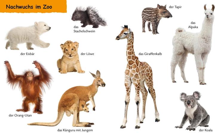 Actual product image Kennst du Zootiere (German, 2019)
