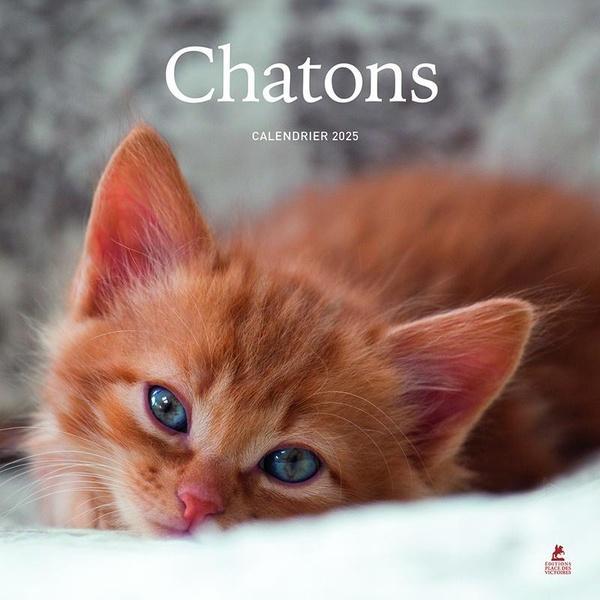 Produktbild Chatons : calendrier 2025 (Harter Einband, Französisch)