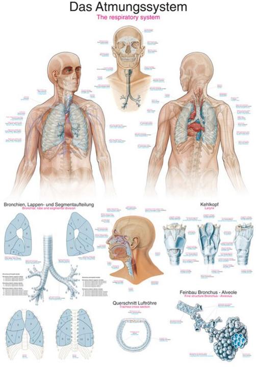 Immagine prodotto Erler Zimmer Lavagna didattica Il sistema respiratorio, 50 x70 cm