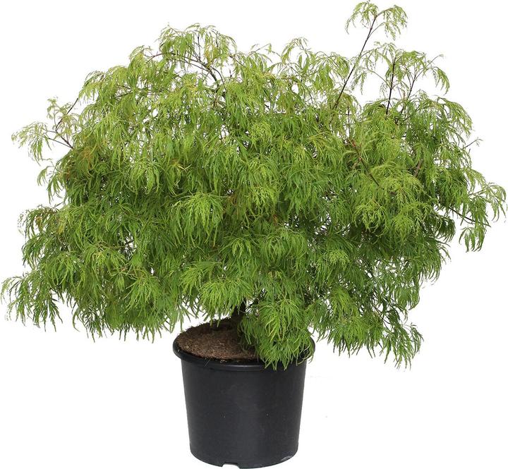 Immagine prodotto Zulauf Japanischer Fächer-Ahorn / Acer palmatum 'Dissectum' (80 cm)