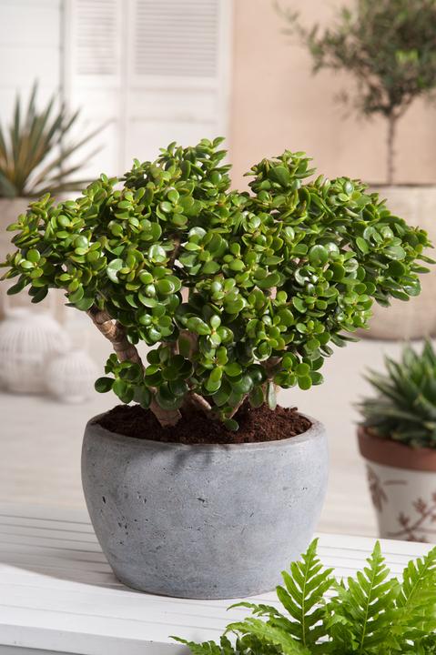 Immagine prodotto Plant in a Box Crassula ovata Minor - Pianta di giada (45 cm)